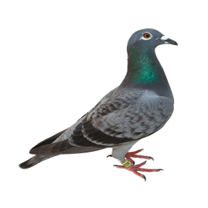 Pigeon PNG-54598